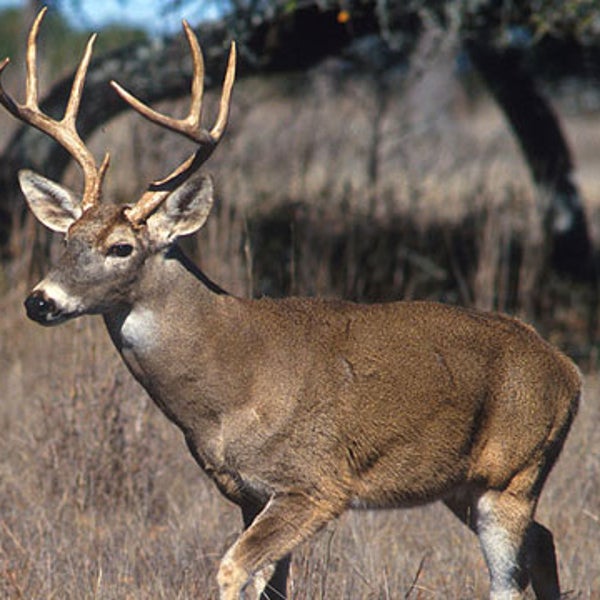 A white tailed deer