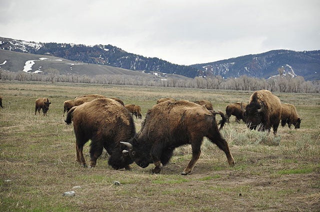 Bison