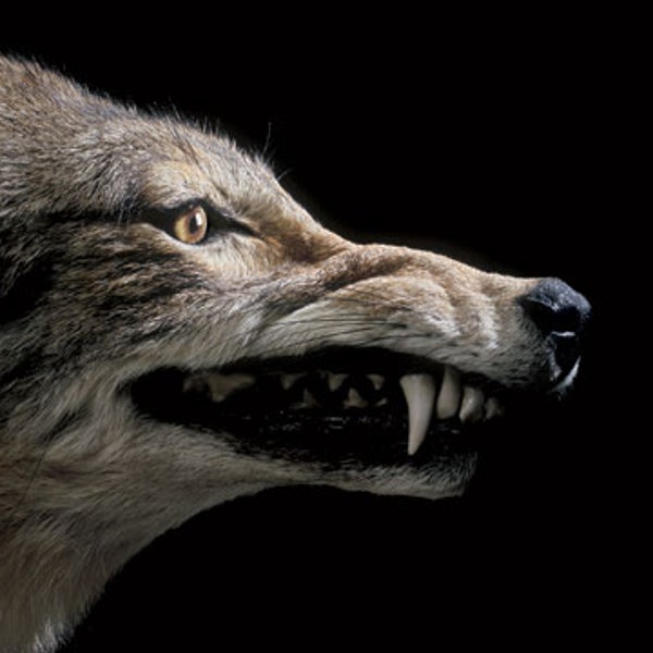 brush wolf