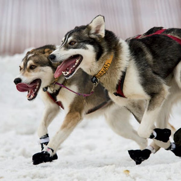 Alaska Anchorage Anchorage Borough Animal Animal race Animals Canine Competition Dog sled race Dog sledding Domestic animal Domestic dog Endurance Iditarod Trail Sled Dog Race Mammal Nobody North America Panting Pet Race Racing Seasons Sled dog Snow Snow sports Sports Transportation Two animals USA Winter Winter sports Working dog