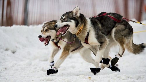 Alaska Anchorage Anchorage Borough Animal Animal race Animals Canine Competition Dog sled race Dog sledding Domestic animal Domestic dog Endurance Iditarod Trail Sled Dog Race Mammal Nobody North America Panting Pet Race Racing Seasons Sled dog Snow Snow sports Sports Transportation Two animals USA Winter Winter sports Working dog