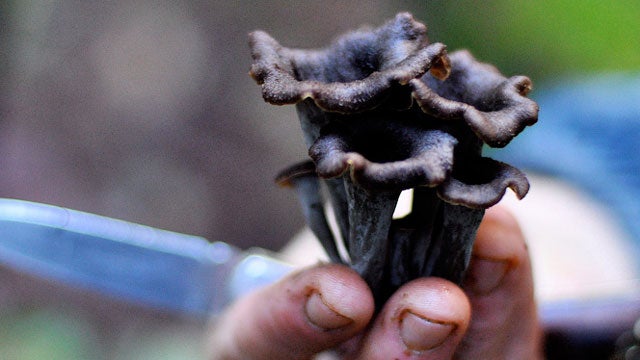 Mushrooms, mushrooming, langdon, cook, hunter,