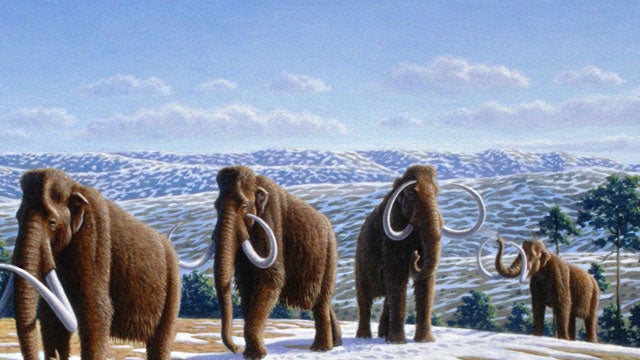 As scraps of the 23,000-year-dead creature crop up, the 21st-century hunt for the woolly mammoth begins.