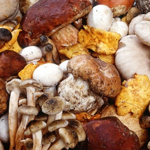 Mushrooms, often mistaken as plants, contain a world of research, utilization, and diehard connoisseurship. You just have to know where to look.