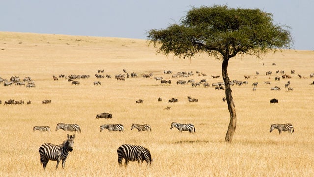grassland savanna range prairie plains allan savory savory institute kenya zimbabwe usa patagonia