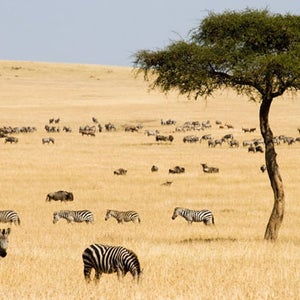 grassland savanna range prairie plains allan savory savory institute kenya zimbabwe usa patagonia