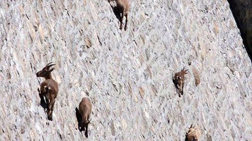 Goats Scale Dam, World Demands to Know Why Outside Online