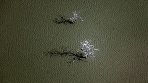 Dead trees in Lake Siwandu in the Selous Reserve in East Africa. Large tropical trees submerged in water might provide evidence of severe, long-lasting droughts just a few centuries ago. Some areas were exposed and forested during dry spells but are now under 45 to 60 feet of water.