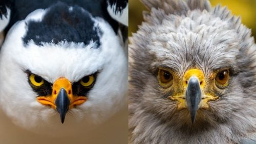 Daniel Fox Outside Online Outside Magazine Outside Wild Image Project Wildlife Photography Black and White Hawk Eagle Guira Oga Iguana Misiones Argentina 2010 Crowned Solitary Eagle Guira Oga Iguana Misiones Argentina 2010