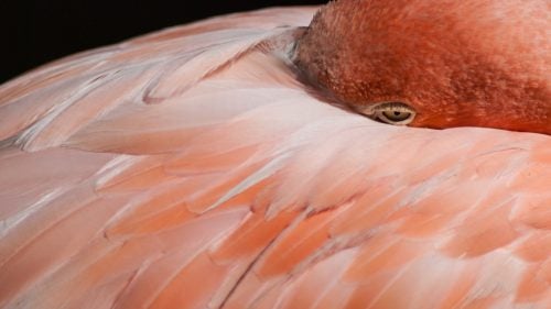 Daniel Fox Wild Image Project Wildlife Photography Outside Outside Magazine Outside Online American Flamingo Bronx Zoo New York USA 2008 central park zoo plamingo pond