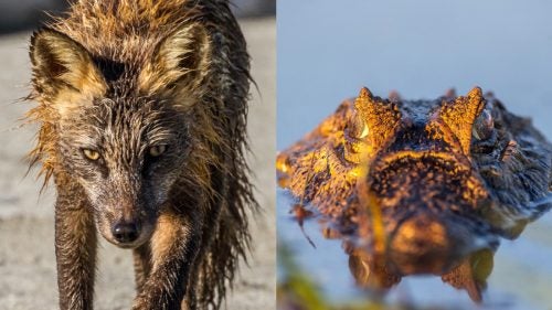Daniel Fox Wild Image Project Wildlife Photography Outside Outside Magazine Outside Online caiman kodiak island Cross Fox Partition Cove Kodiak Alaska 2014 Black Caiman Las Marias Corrientes Argentina 2010