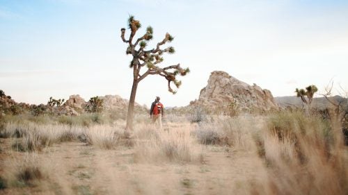 california joshua tree outside online