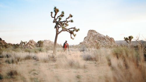 california joshua tree outside online