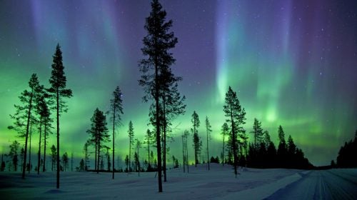 The dogs will actually be resting at night, but you can sit in the snow with a mug of akvavit and enjoy the show of neon curtains. Several guide services based out of the town of Kiruna, home to an Aurora research center, offer trip accommodations varying from huts and hot meals to tents dug in the snow. Nearly all outfitters assign you a team of Siberian huskies to semi-control while hurtling through the Lapland wilderness.