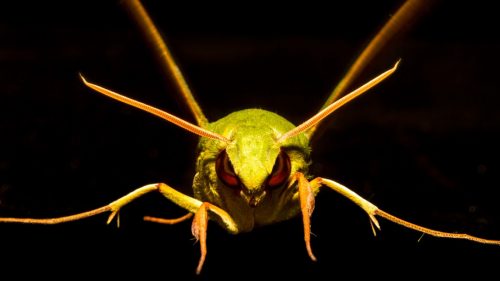 Daniel Fox Wild Image Project Wildlife Photography Outside Outside Magazine Outside Online Gaudy Sphinx Moth Park Urugua-i Misiones Argentina 2010