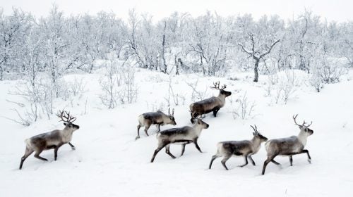 The nomadic Sami people of northern Norway move their herds of semi-domestic reindeer to the Arctic coast every March. You can help with the migration through the outfitter Turgleder. For eight days you’ll work as a reindeer cowboy, taking part in a centuries-old pattern of transhumance. Far more than just a wilderness journey, the trip is a glimpse into a fading culture.