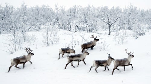 The nomadic Sami people of northern Norway move their herds of semi-domestic reindeer to the Arctic coast every March. You can help with the migration through the outfitter Turgleder. For eight days you’ll work as a reindeer cowboy, taking part in a centuries-old pattern of transhumance. Far more than just a wilderness journey, the trip is a glimpse into a fading culture.