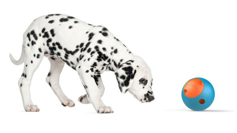 The Foobler feeds and entertains your dog at the same time.