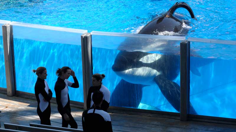 killer whales seaworld lolita tilikum training endangered species blackfish documentary