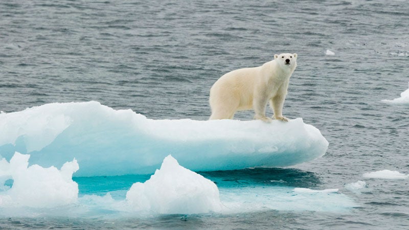 polar bear