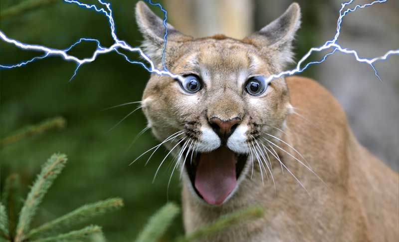 cougar wilderness animals tasers do tasers work on animals bear tiger electricity electric cougar lightning