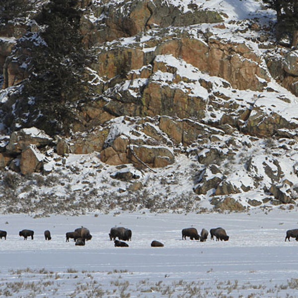 Bison are a lot safer today thanks to conservation efforts - but they're still on shaky ground.