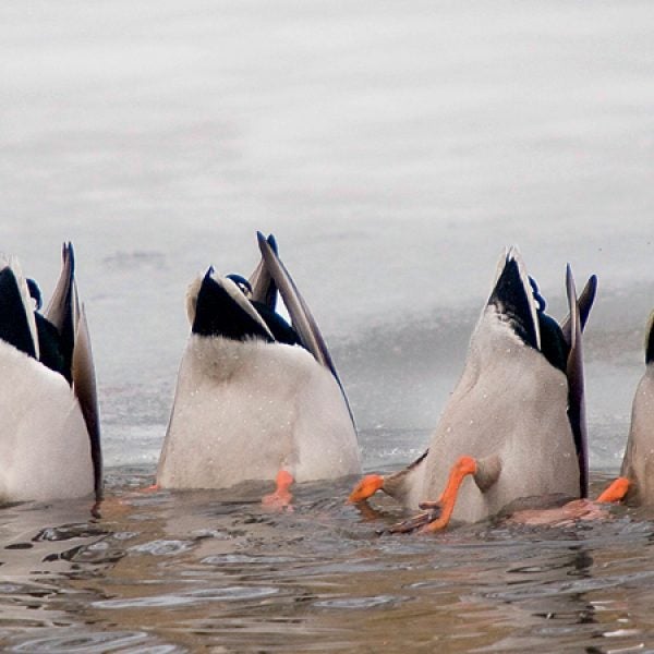 animals behaviour Benelux bird catalogue4 close-up view conformity copy space curiosity diving duck effort egi Europe feeding few four four animals fowl group group of animals humor ice looking natural world Netherlands nobody repetition seasons side by side small group of animals upside down water waterfowl Western Europe wildlife winter down insulation
