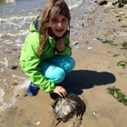 A horseshoe crab in Jamaica Bay.