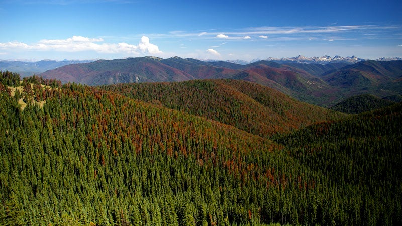 Pine Beetle Kill Colorado