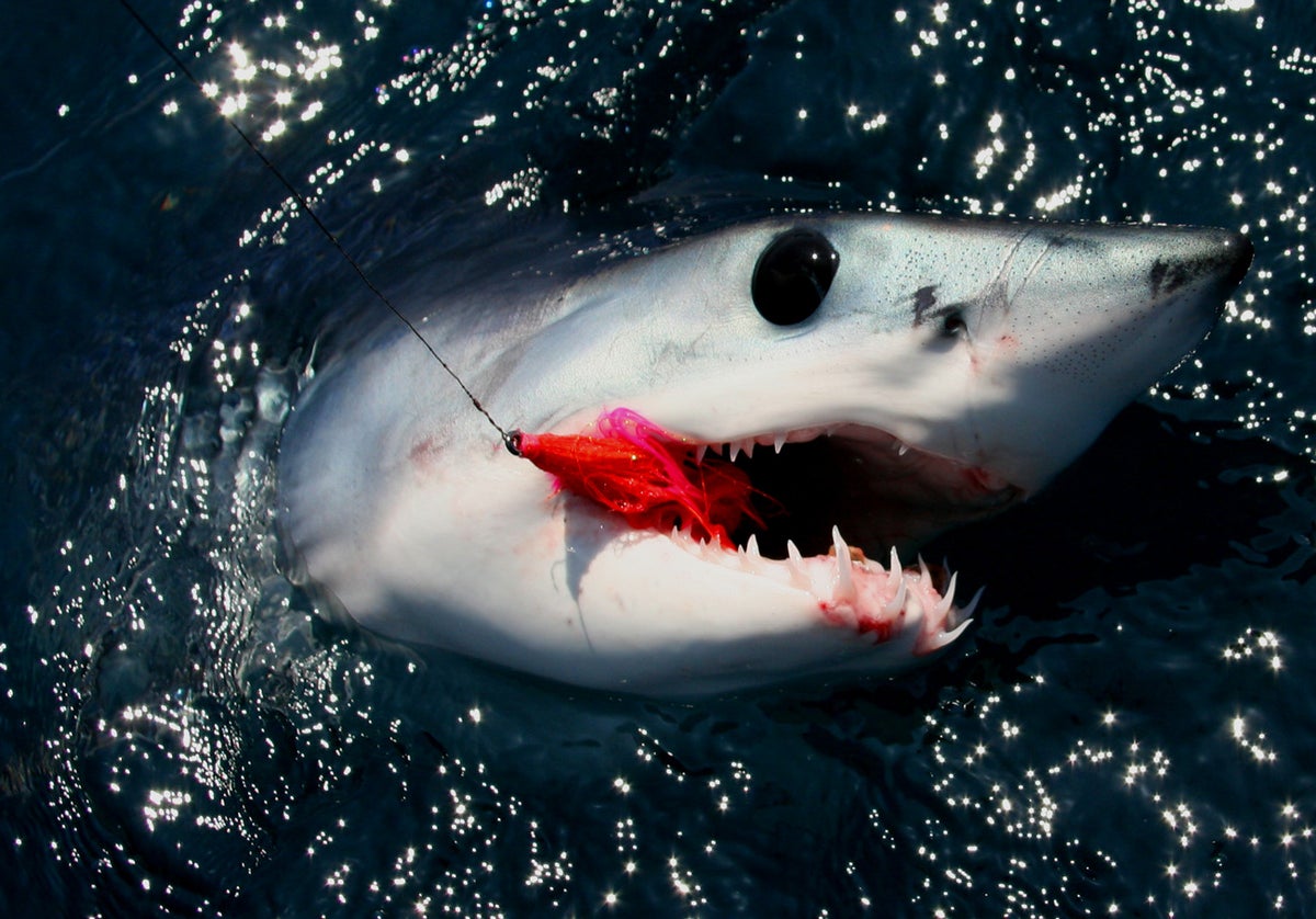 Mako Sharks on the Fly Outside Online