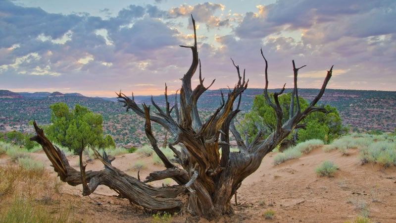 OutsideOnline National Monument Grand Staircase Escalante juniper ancient Footprint