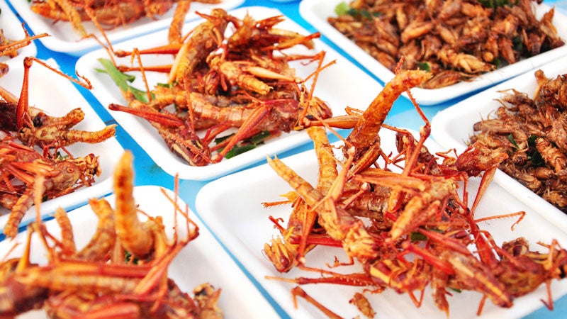 Fried grasshoppers on offer in Thailand: would you try it?