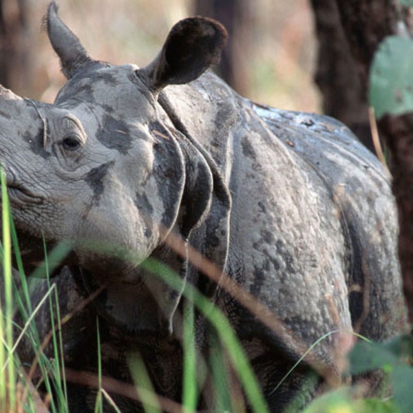 Rhinoceros unicornis Indian rhinoceros Chitwan National Park, Nepal