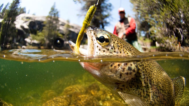 Those fish won't even know what hit them.