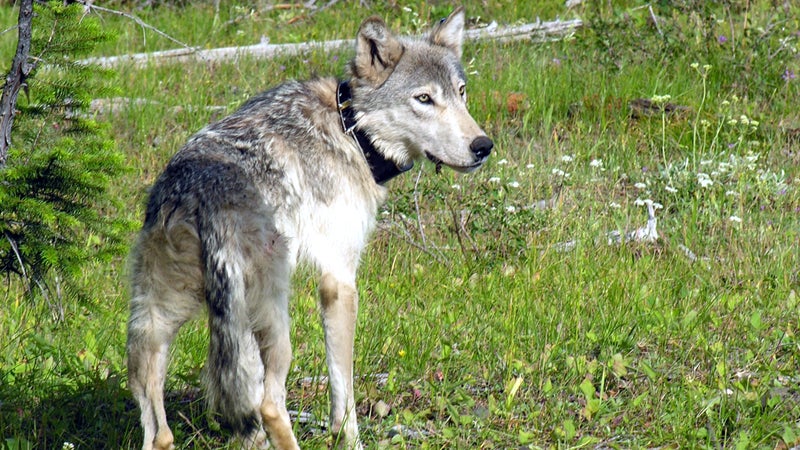 OR-7's mother, originally from Idaho. In 2008 she swam the Snake River into Oregon, where OR-7 was born.
