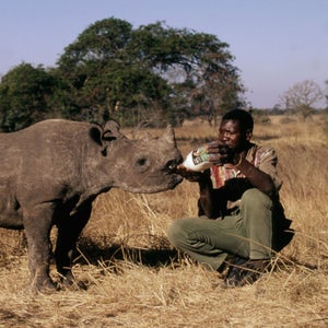 zimbabwe namibia geotagging Diceros bicornis Black rhinocer Southern White rhinoceros. Adul world wildlife fund orphan orphaned calf outside magazine outside online rhinos rhino