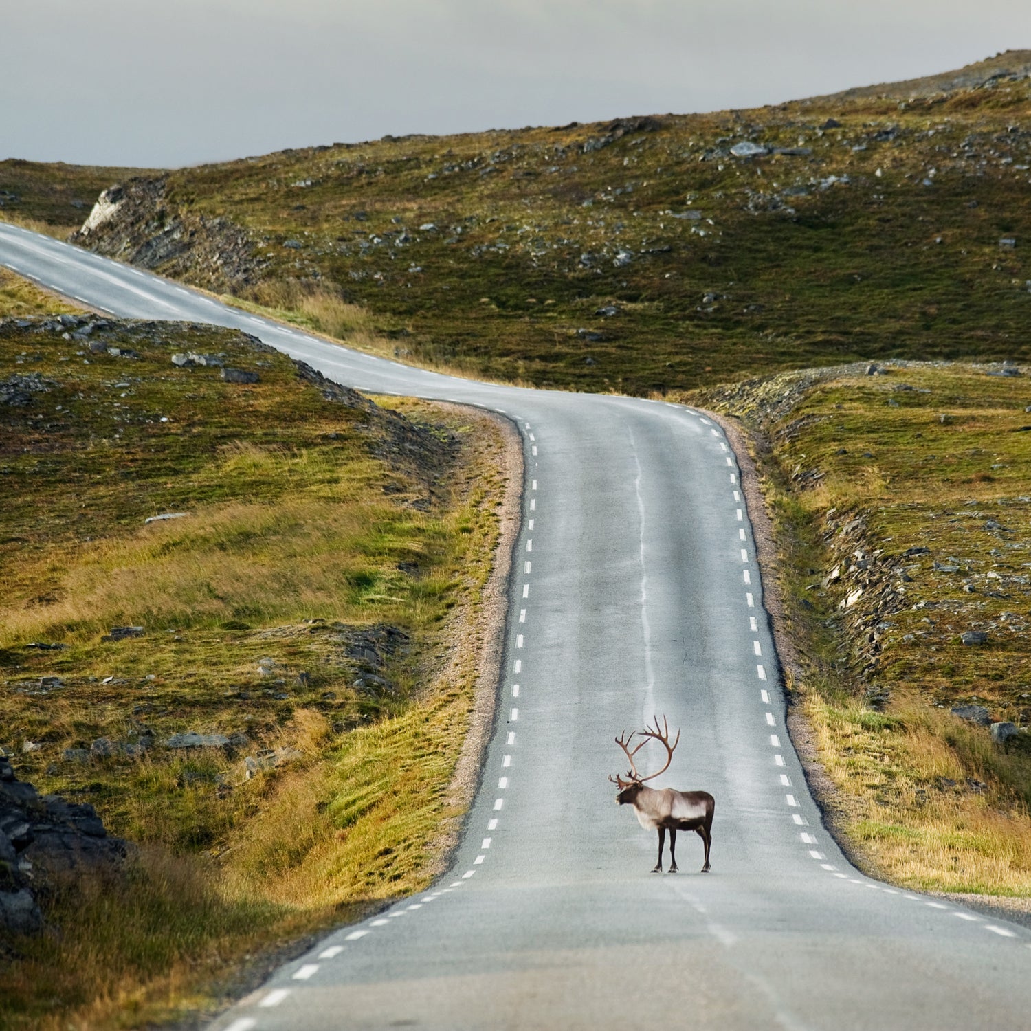 Arctic Corey Arnold Coreyfishes Finnmark Norkapp North Cape Norway Wolf Tide animal animals antler art craggy crossing day europe hillside horizontal human animals journey lapland mageroya nature nobody one animal outdoors photo photograph photographer photography photos portfolio reindeer remote road sami standing summer Outside Online Viewfinder