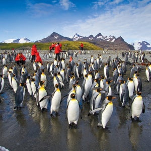 Southern Ocean Antarctica South Georgia South Georgia Island King Penguin (Aptenodytes patag Aptenodytes patagonicus Penguin King Penguin flightless flightless bird second largest penguin colonizer wanderer King John Frederick Miller aves Sphenisciformes Spheniscidae second largest species of pengu colony breeding colony Salisbury Plains Bay of Isles outside magazine outside online kate siber escapes