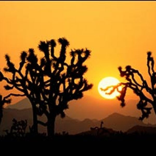 joshua tree national park