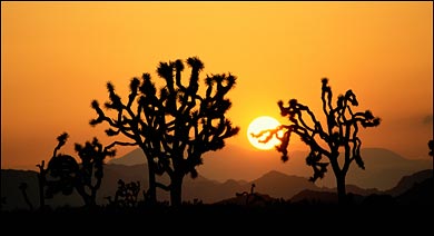 joshua tree national park