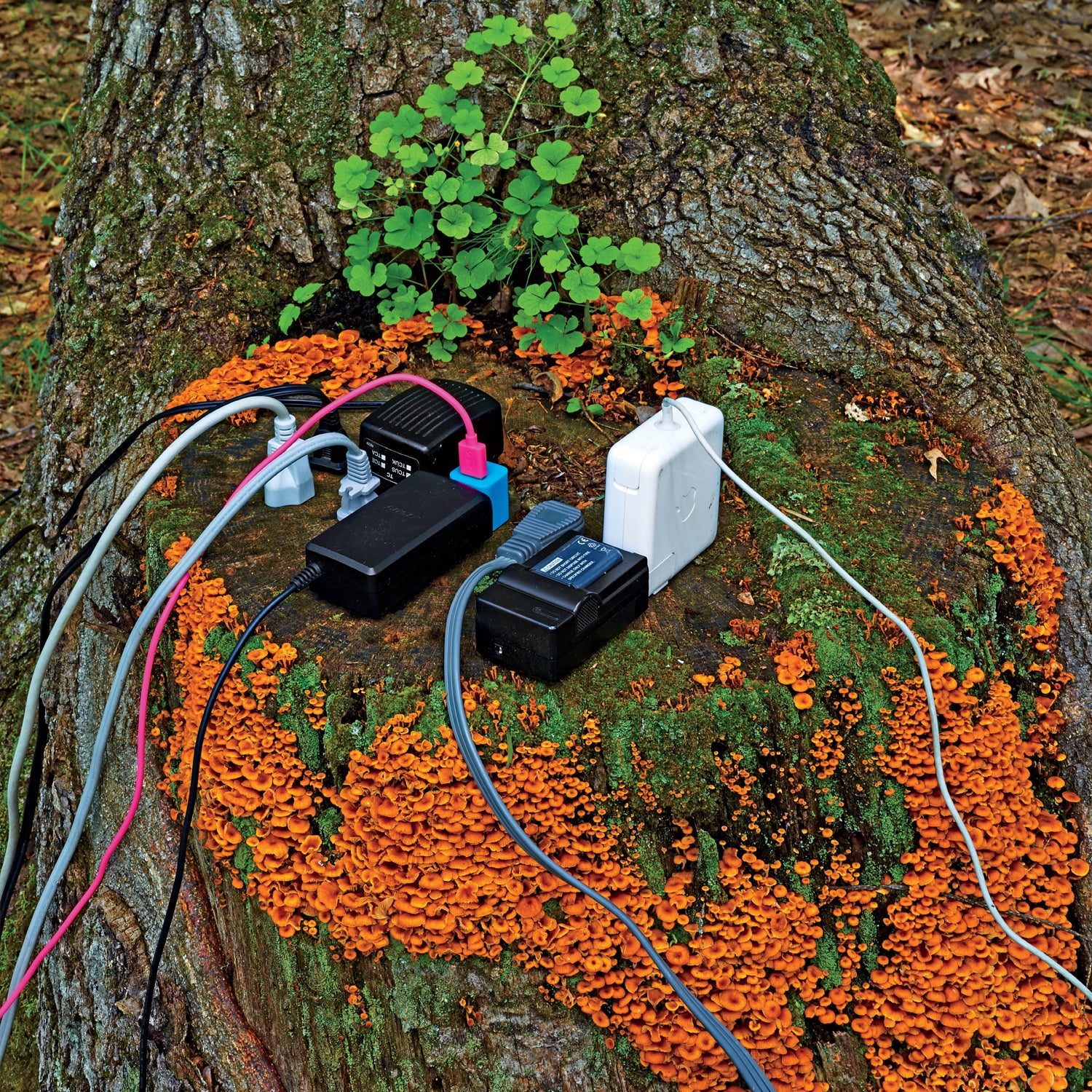 digital detox david roberts grist outside technology mindfulness