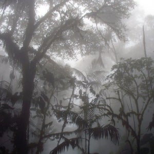 What happens in the jungle, doesn't always stay in the jungle.