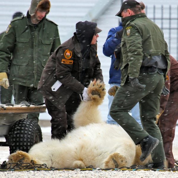 arctic manitoba bob windsor churchill churchill wild the footprint outside outside magazine outside online polar bear polar bear beat cop polar bear cop polar bear jail