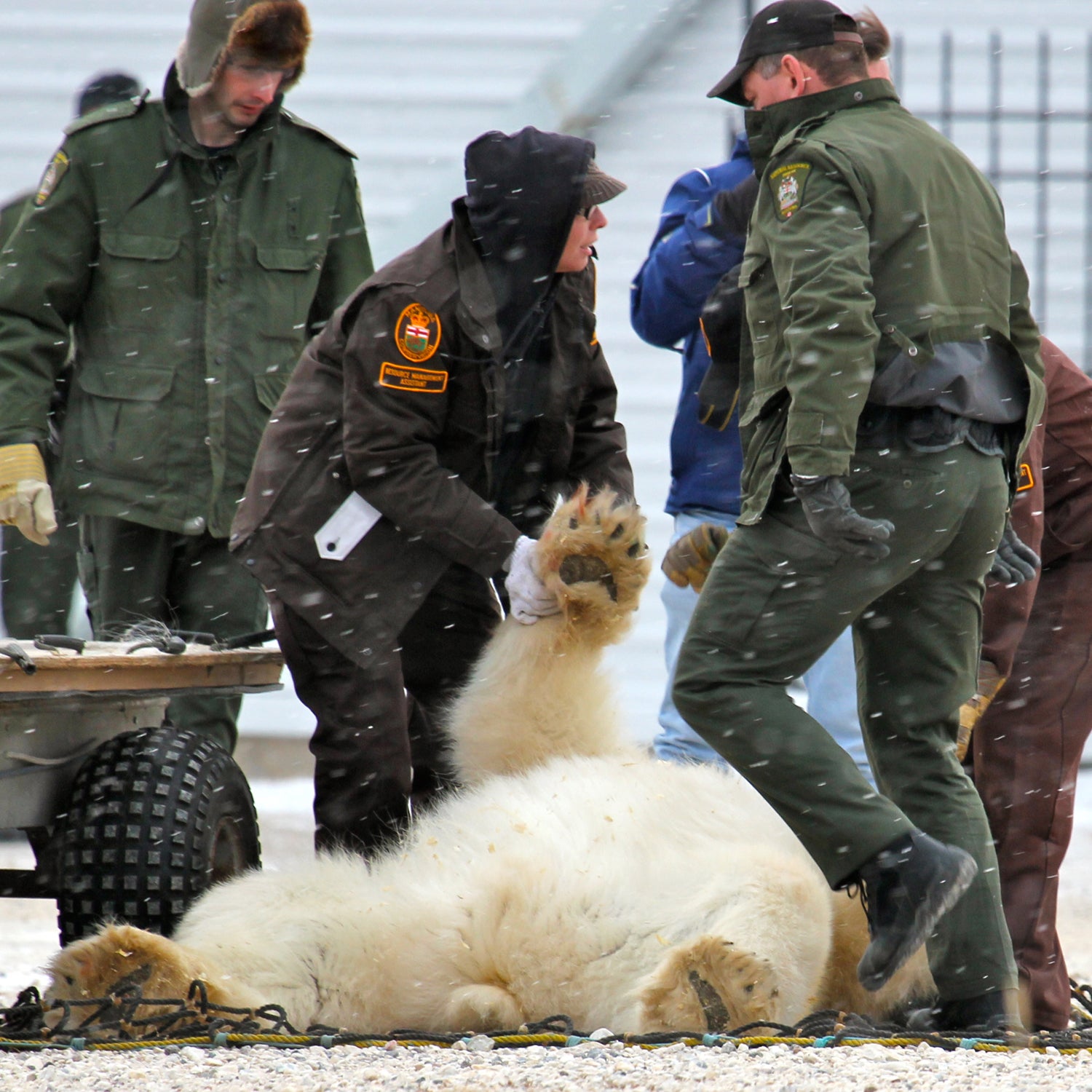 arctic manitoba bob windsor churchill churchill wild the footprint outside outside magazine outside online polar bear polar bear beat cop polar bear cop polar bear jail