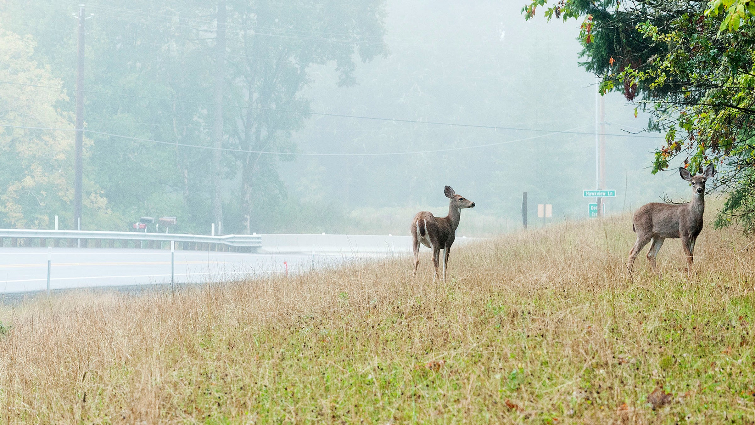 Deer Overpopulation Hunting Lacey Act Hunting Hunters Laws Organic Free Range Venison