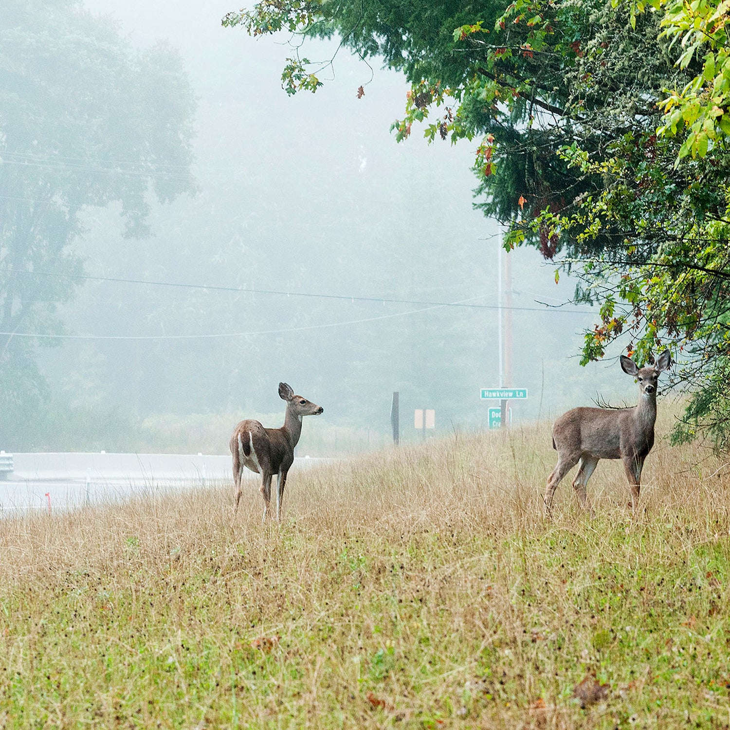 Deer Overpopulation Hunting Lacey Act Hunting Hunters Laws Organic Free Range Venison