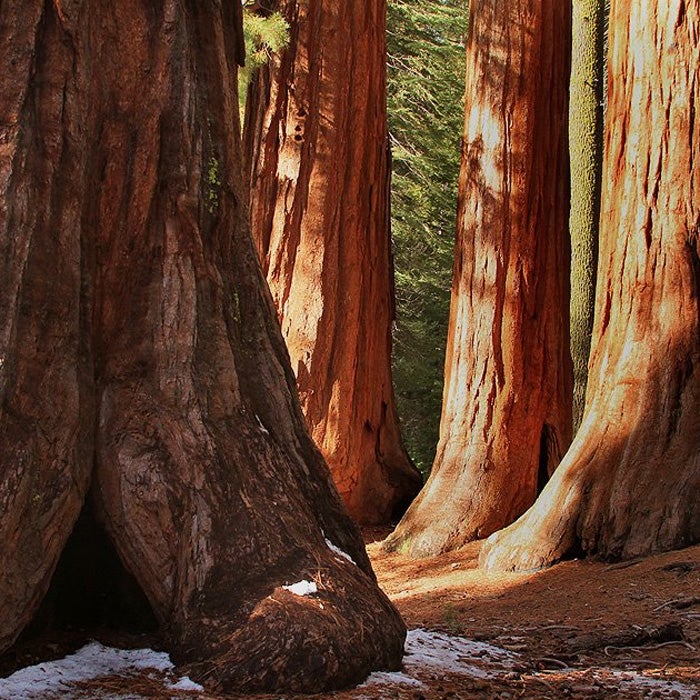 Best For: Feeling Small
Unique to California, the giant sequoias of Mariposa Grove are stunning in the rain and at their best in a light snow. Spring is perfect for spending quiet time alone with the largest trees on the planet.
The grove is partially responsible for Yosemite’s conservation. President Theodore Roosevelt camped under the well-known Grizzly Giant with John Muir, just before a May snowstorm hit the park. Roosevelt created the national park not long after.
Among the old-growth redwoods, there are countless nooks and tunnels, as well as a covered bridge, to explore. Later, stop by the Pine Tree Market to pick up drinks, snacks, or hot chocolate.