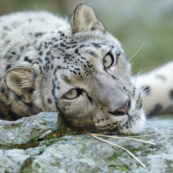 The chance to see creatures like the snow leopard? Worth a trip or five.
