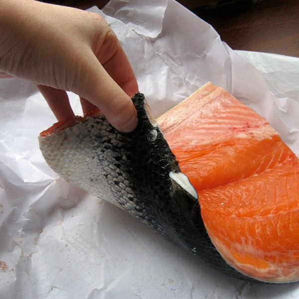 Salmon
