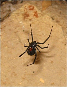 Western black widow